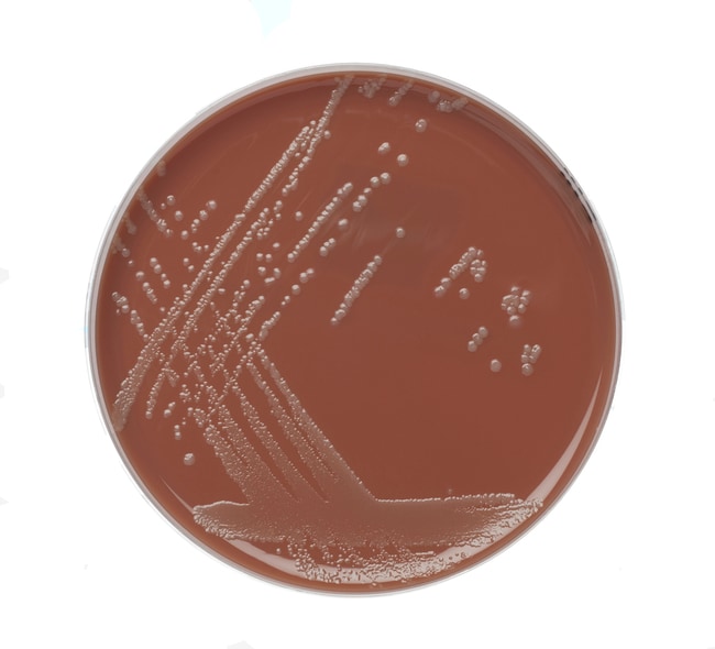 Schokoladenagar mit Vitox, Bezeichnung: